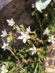Saxifraga bronchialis