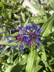 Centaurea montana