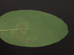 Chrysaster ostensackenella