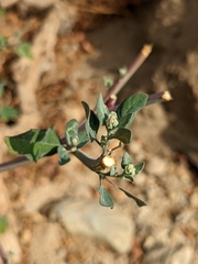 Chenopodium