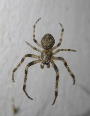 Larinioides ixobolus
