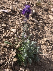 Phacelia sericea