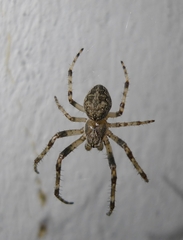 Larinioides ixobolus