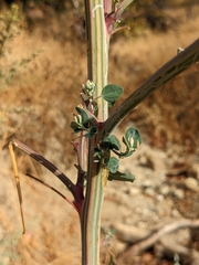 Chenopodium