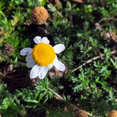 Matricaria chamomilla