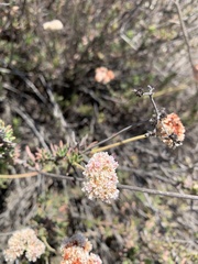 Eriogonum cinereum