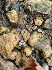 Parapoynx obscuralis