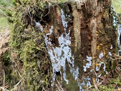 Ceratiomyxa fruticulosa