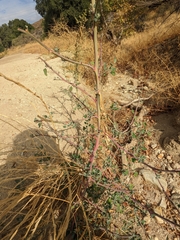 Chenopodium