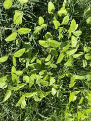 Rorippa
