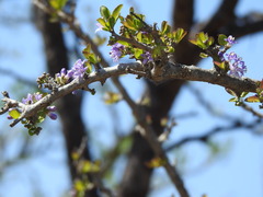 Ehretia rigida nervifolia
