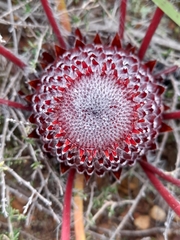 Protea scolopendriifolia
