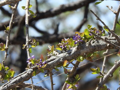 Ehretia rigida nervifolia