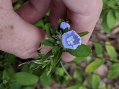 Evolvulus alsinoides