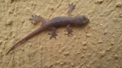 Hemidactylus frenatus