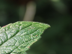 Eupatorium pilosum