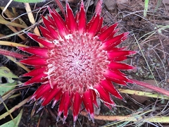 Protea scolopendriifolia