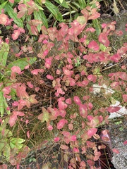 Euphorbia jenisseiensis