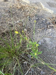 Sisymbrium officinale