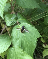 Sericomyia chalcopyga
