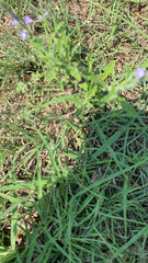 Verbena canescens
