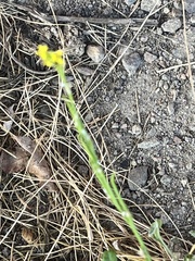 Sisymbrium officinale