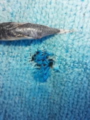 Dactylopterus volitans