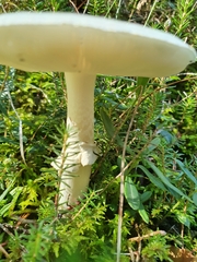 Amanita virosa