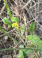 Sisymbrium officinale