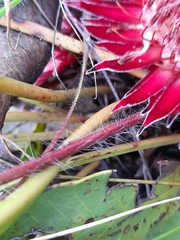 Protea scolopendriifolia