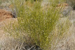 Monechma spartioides