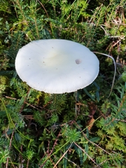 Amanita virosa