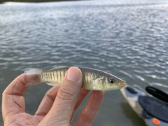 Fundulus similis