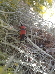 Crossidius coralinus