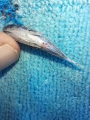 Dactylopterus volitans