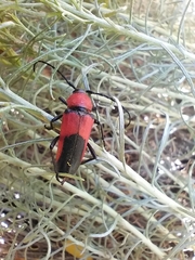 Crossidius coralinus