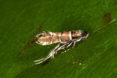 Chrysaster ostensackenella