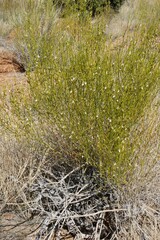 Monechma spartioides