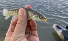 Fundulus similis
