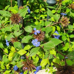 Ceratostigma