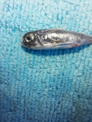 Dactylopterus volitans