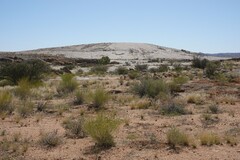 Monechma spartioides