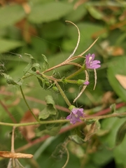 Epilobium