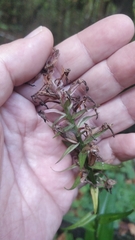 Dactylorhiza foliosa image