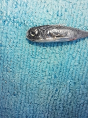 Dactylopterus volitans