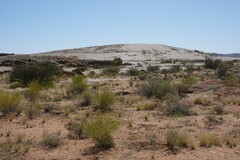 Monechma spartioides