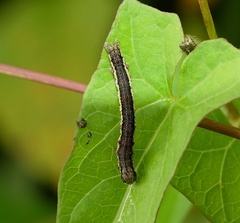 Acontia trabealis