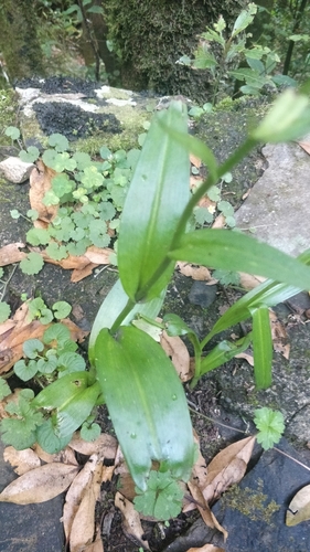 Image of Dactylorhiza foliosa by (c) Vítor Jorge, some rights reserved (CC BY)