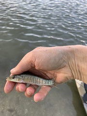 Fundulus similis