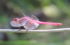 Orthemis ferruginea